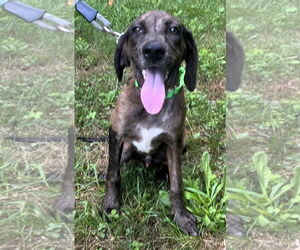 Medium Photo #6 Mutt Puppy For Sale in Hinton, WV, USA