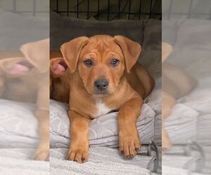Labrador Retriever-Unknown Mix Dogs for adoption in San Juan Capistrano, CA, USA