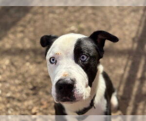 Mutt Dogs for adoption in Tulsa, OK, USA