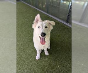 Pyrenees Husky Dogs for adoption in San Martin, CA, USA
