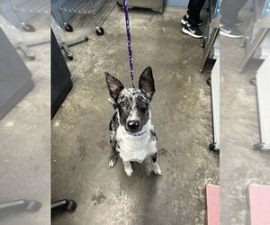 Mutt Dogs for adoption in Evansville, IN, USA