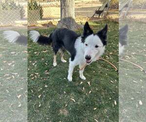 Medium Photo #2 Border Collie-Unknown Mix Puppy For Sale in Paso Robles, CA, USA
