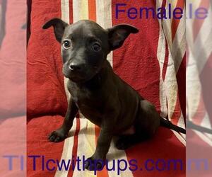 American Staffordshire Terrier-Unknown Mix Dogs for adoption in Colton, CA, USA