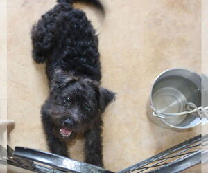 Poodle (Miniature)-Unknown Mix Dogs for adoption in Bandera, TX, USA