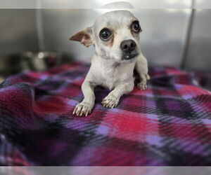 Chihuahua Dogs for adoption in Albemarle, NC, USA