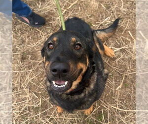 Labrottie Dogs for adoption in Murfreesboro, TN, USA