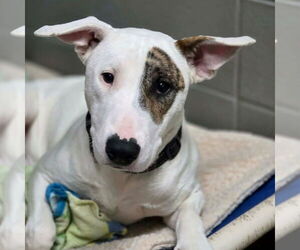 Bull Terrier-Unknown Mix Dogs for adoption in Canton, CT, USA