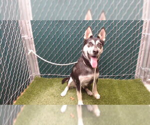 Siberian Husky-Unknown Mix Dogs for adoption in Downey, CA, USA