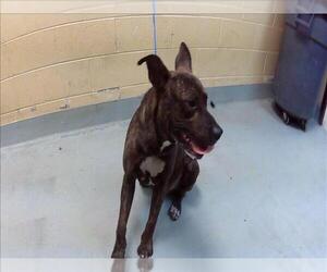 Mutt Dogs for adoption in Tulsa, OK, USA