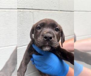 American Pit Bull Terrier Dogs for adoption in Stockton, CA, USA