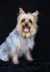 Silky Terrier Dogs for adoption in San Pedro, CA, USA