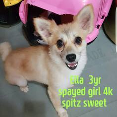 Finnish Spitz Dogs for adoption in Sherman Oaks, CA, USA