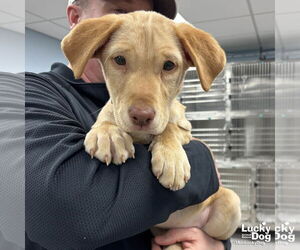 Labrador Retriever-Unknown Mix Dogs for adoption in Washington, DC, USA