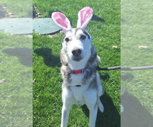 Huskies -Unknown Mix Dogs for adoption in Pierceton , IN, USA