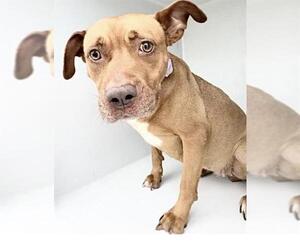 Mutt Dogs for adoption in Houston, TX, USA