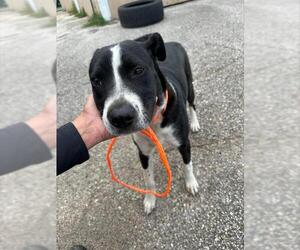 American Pit Bull Terrier-Unknown Mix Dogs for adoption in Houston, TX, USA