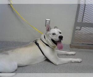 Dogo Argentino-Siberian Husky Mix Dogs for adoption in Pasadena, TX, USA