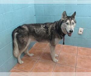 Siberian Husky Dogs for adoption in Downey, CA, USA