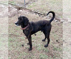 Mutt Dogs for adoption in Ripley, WV, USA