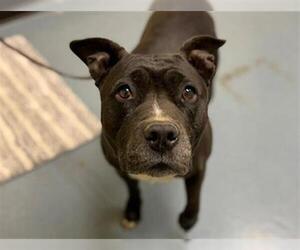 American Pit Bull Terrier Dogs for adoption in Denver, CO, USA