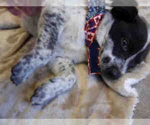 Sheprador Dogs for adoption in Norco, CA, USA