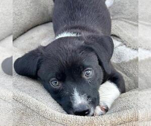 Chihuahua-Whippet Mix Dogs for adoption in San Diego, CA, USA