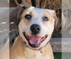 Labrador Retriever-Unknown Mix Dogs for adoption in Albuquerque, NM, USA