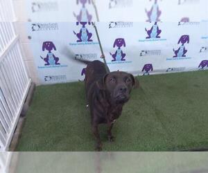 Labrador Retriever-Unknown Mix Dogs for adoption in Orlando, FL, USA