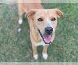 Labrador Retriever Dogs for adoption in Sugar Land, TX, USA