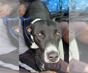 American Staffordshire Terrier Dogs for adoption in Fort Lauderdale, FL, USA