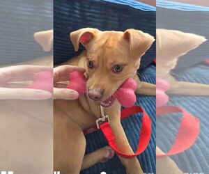 American Pit Bull Terrier Dogs for adoption in Hillsboro, NH, USA
