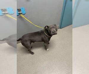 Small American Pit Bull Terrier Mix