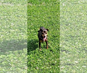Miniature Pinscher Dogs for adoption in Greensboro, NC, USA