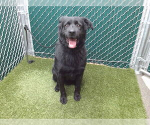 German Shepherd Dog Dogs for adoption in Downey, CA, USA