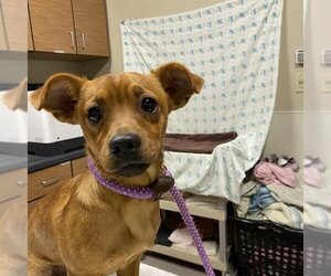 Chiweenie Dogs for adoption in Modesto, CA, USA