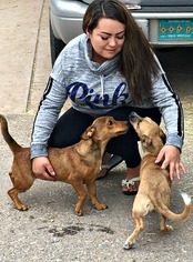 Dorgi Dogs for adoption in Peralta, NM, USA