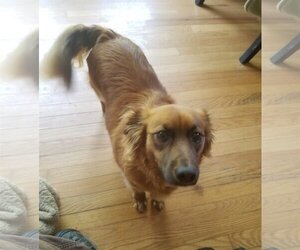 Chiranian Dogs for adoption in Stafford, VA, USA