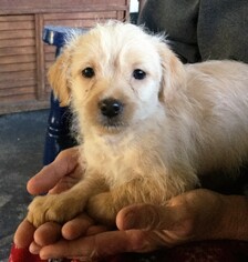 Medium Photo #1 Mutt Puppy For Sale in Okeechobee, FL, USA