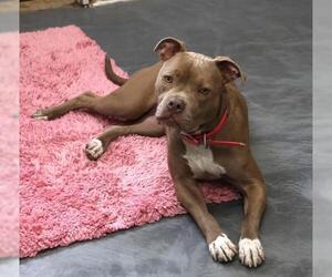 American Pit Bull Terrier-Unknown Mix Dogs for adoption in Thief River Falls, MN, USA