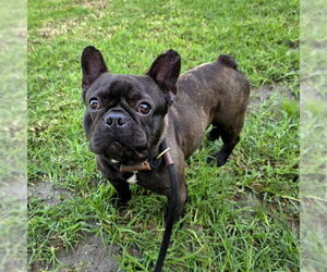 French Bulldog Dogs for adoption in Long Beach, CA, USA
