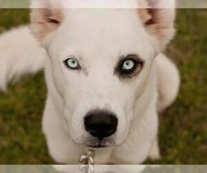 Australian Shepherd Dogs for adoption in Dalzell, SC, USA