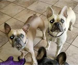 French Bulldog Dogs for adoption in Victorville, CA, USA