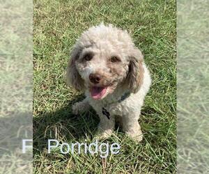 Poodle (Toy) Dogs for adoption in Pipe Creek, TX, USA