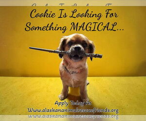 Mutt Dogs for adoption in Anchorage, AK, USA