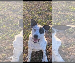 Mutt Dogs for adoption in Katy, TX, USA
