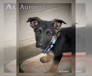 German Shepherd Dog Dogs for adoption in Santa Maria, CA, USA