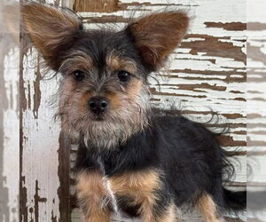 Mutt Dogs for adoption in Carrollton, TX, USA