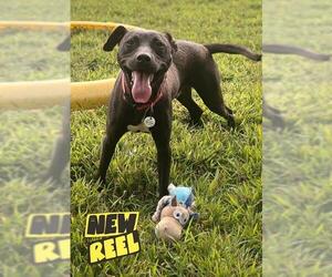 Labrador Retriever Dogs for adoption in Forestville, MD, USA