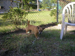 Dachshund-Unknown Mix Dogs for adoption in Middleburg, FL, USA