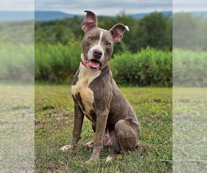 American Pit Bull Terrier Dogs for adoption in Westminster, MA, USA